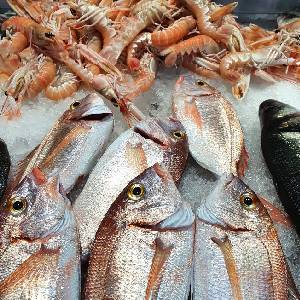 Ribarnica Jerman - Svež program