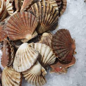 Ribarnica Jerman - Zamrznjen program